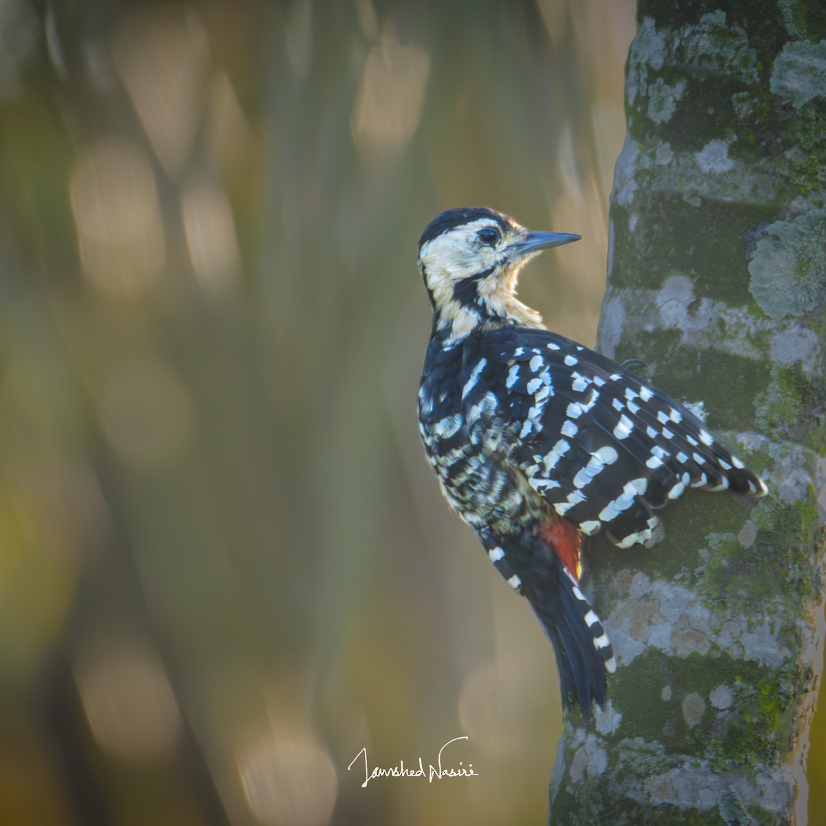 Fulvous-breasted Woodpecker - Jamshed Nasiri