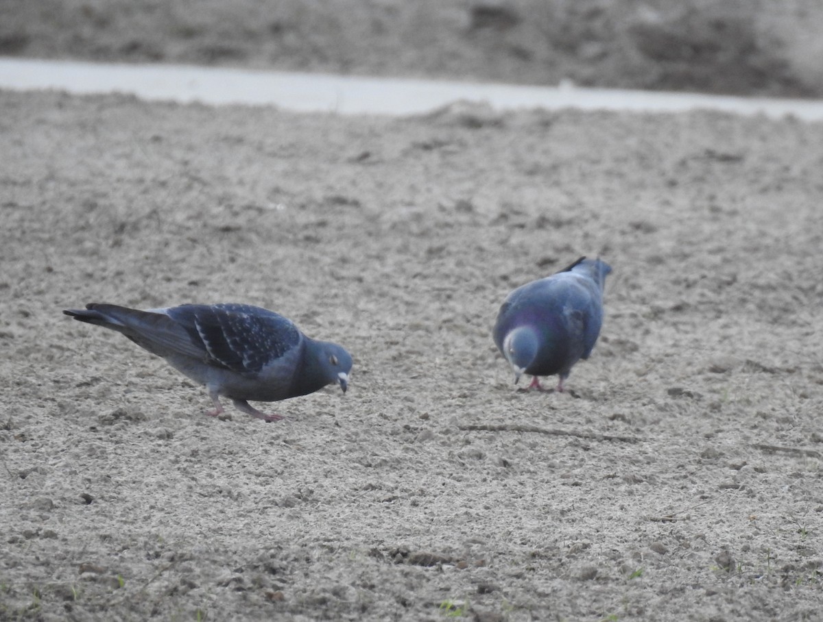 Rock Pigeon (Feral Pigeon) - sharon dodd