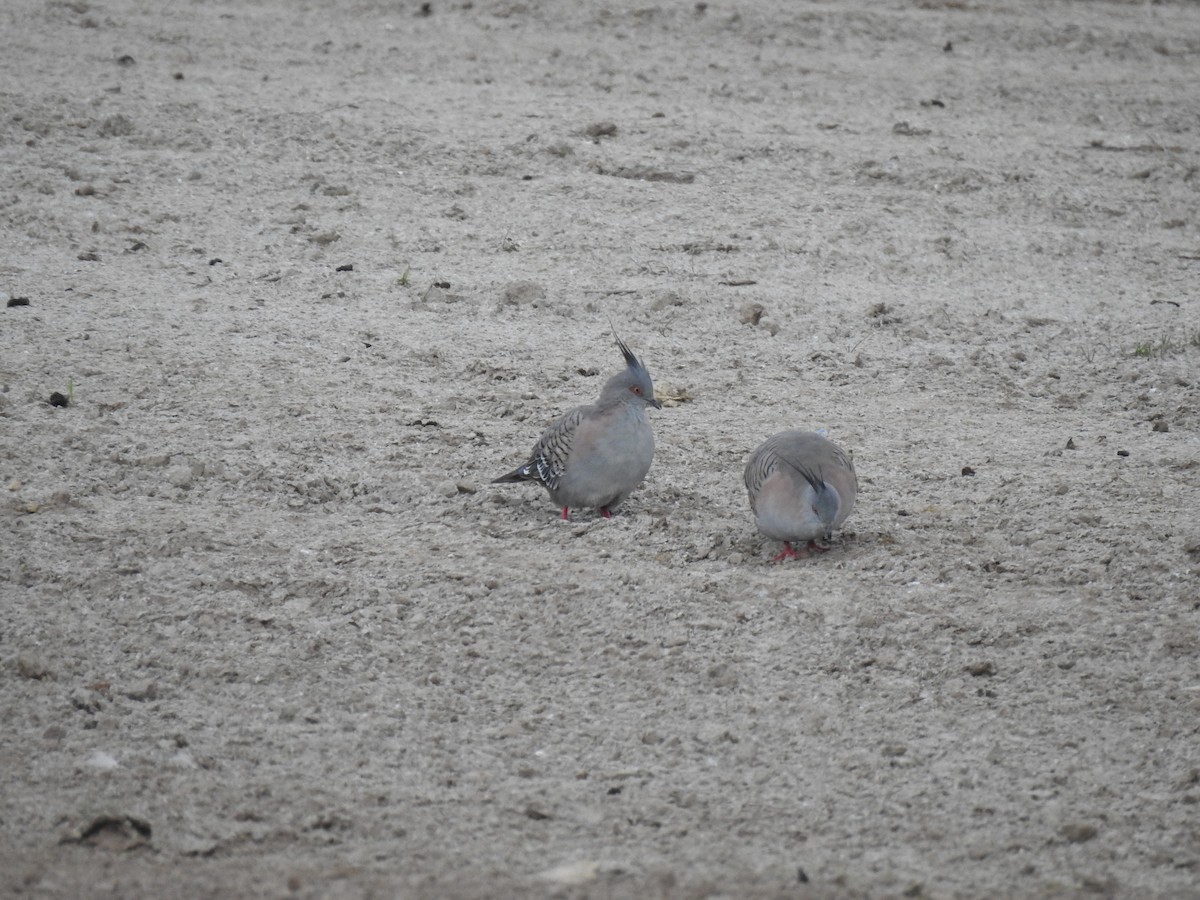 Crested Pigeon - sharon dodd