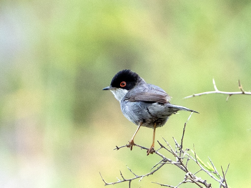 Sardinian Warbler - Ken Nickerson