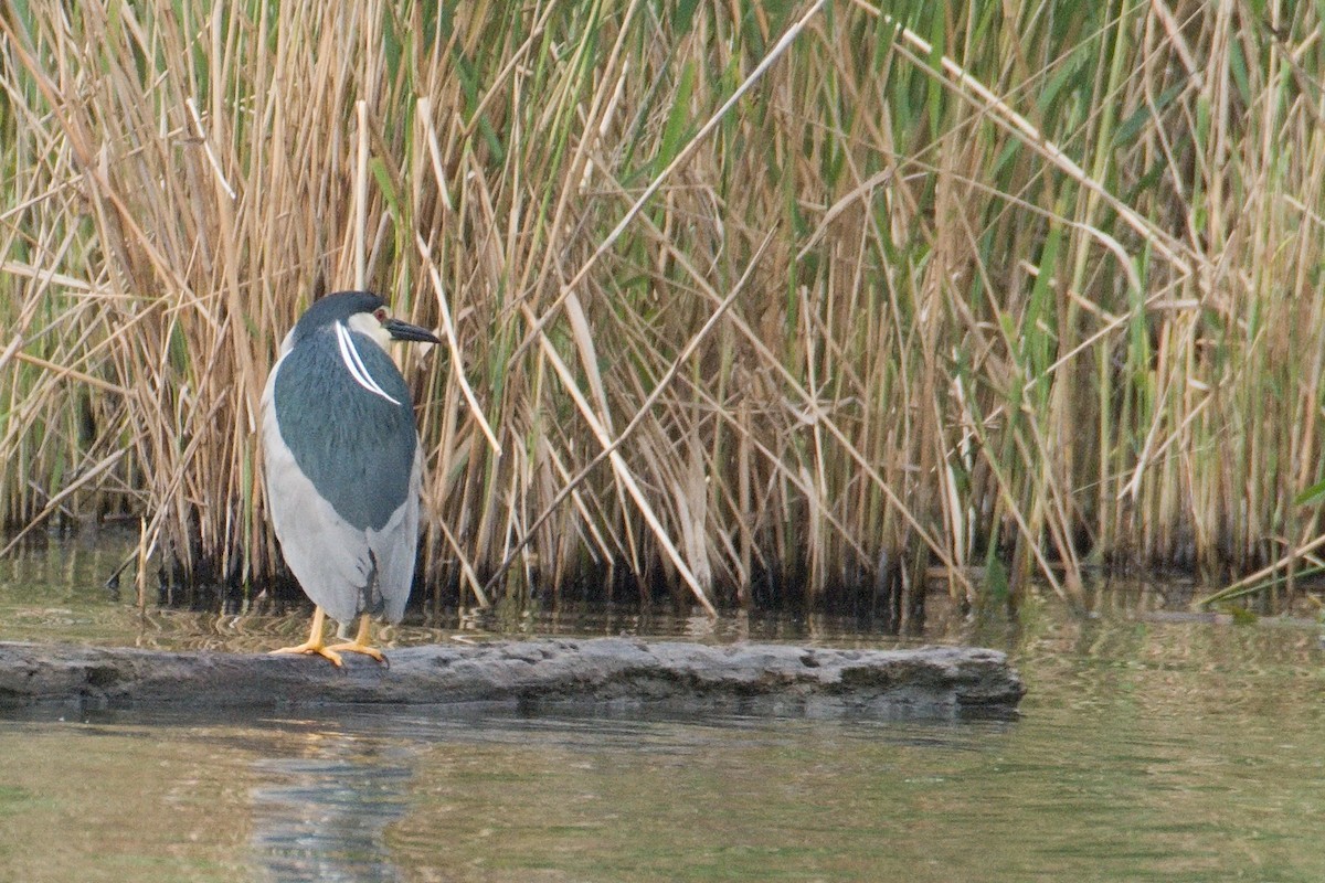 Black-crowned Night Heron - Kateřina Mrhačová