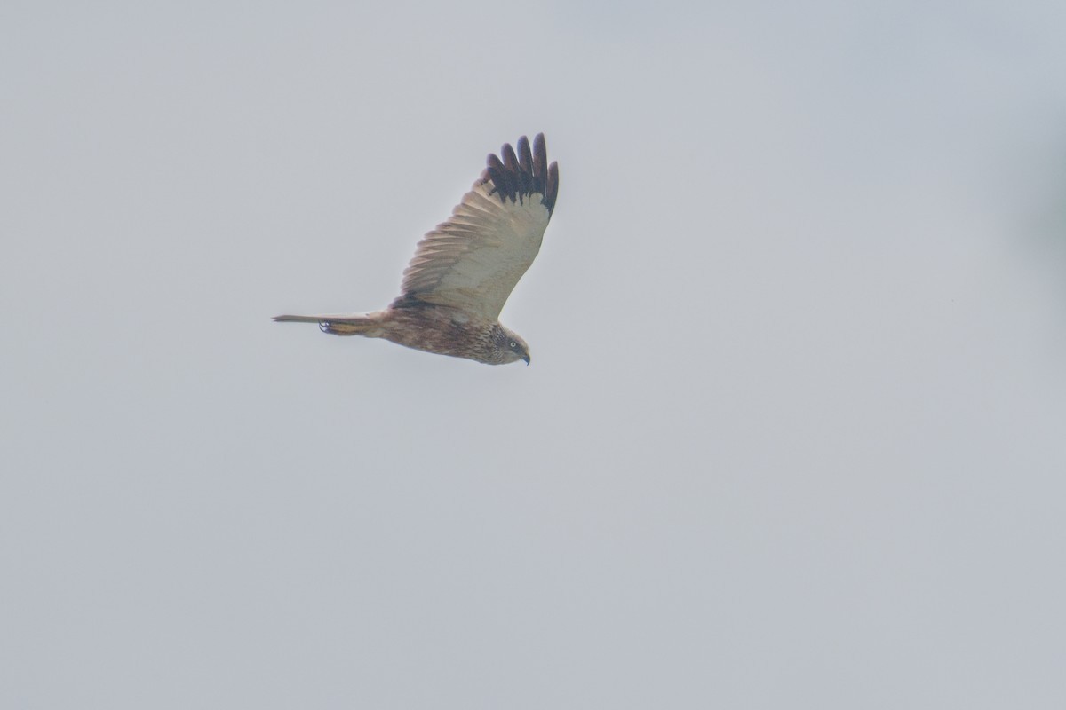 Western Marsh Harrier - Kateřina Mrhačová