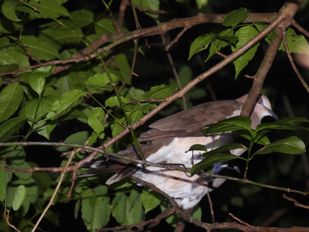 White-tipped Dove - ML619434671