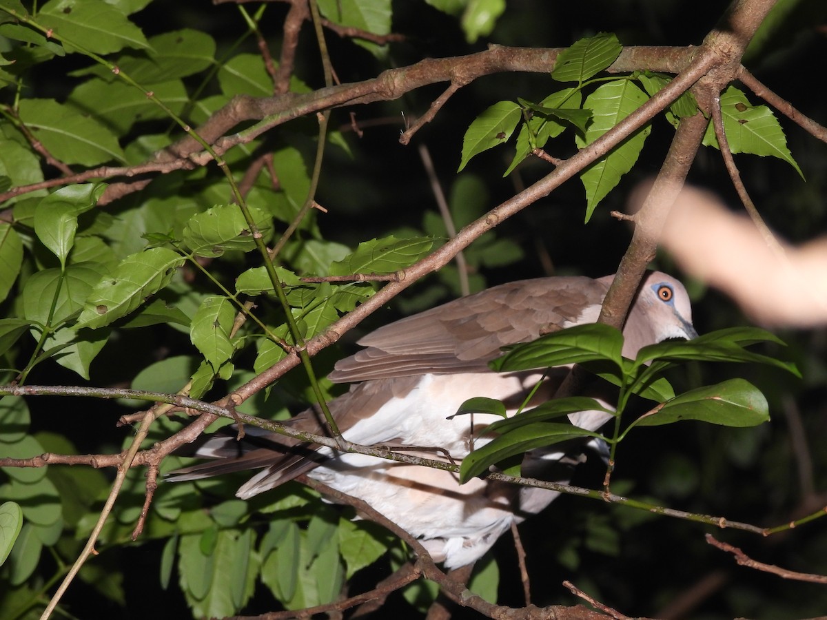 White-tipped Dove - ML619434672