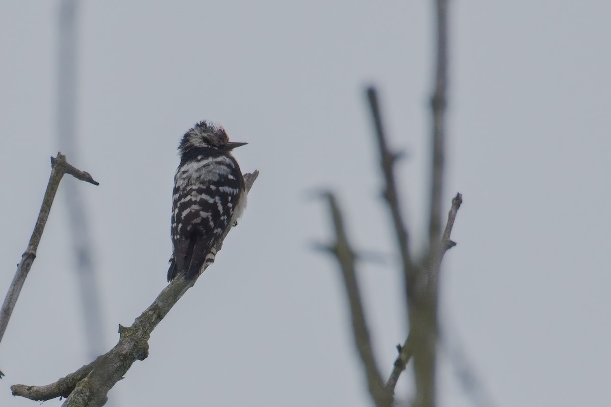 Lesser Spotted Woodpecker - Kateřina Mrhačová