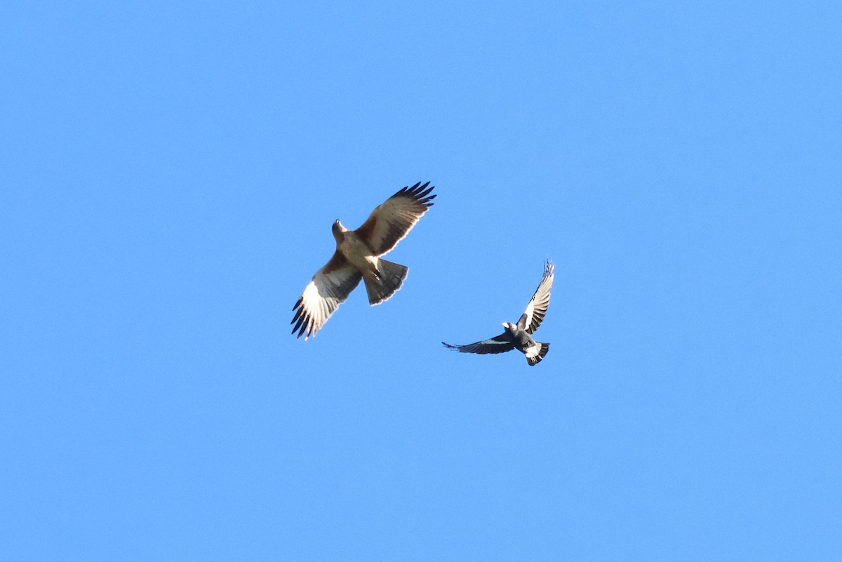 Águila Chica - ML619434676