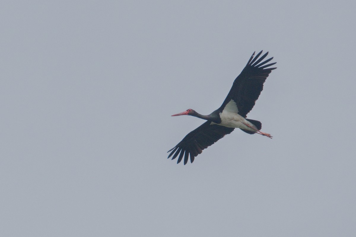 Black Stork - Kateřina Mrhačová