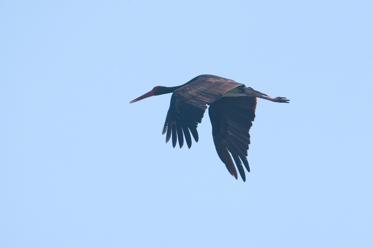 Black Stork - Kateřina Mrhačová