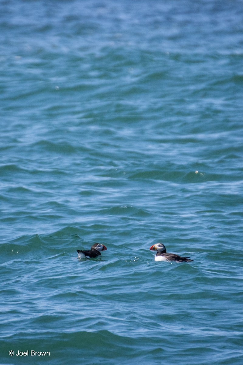 Atlantic Puffin - ML619434691