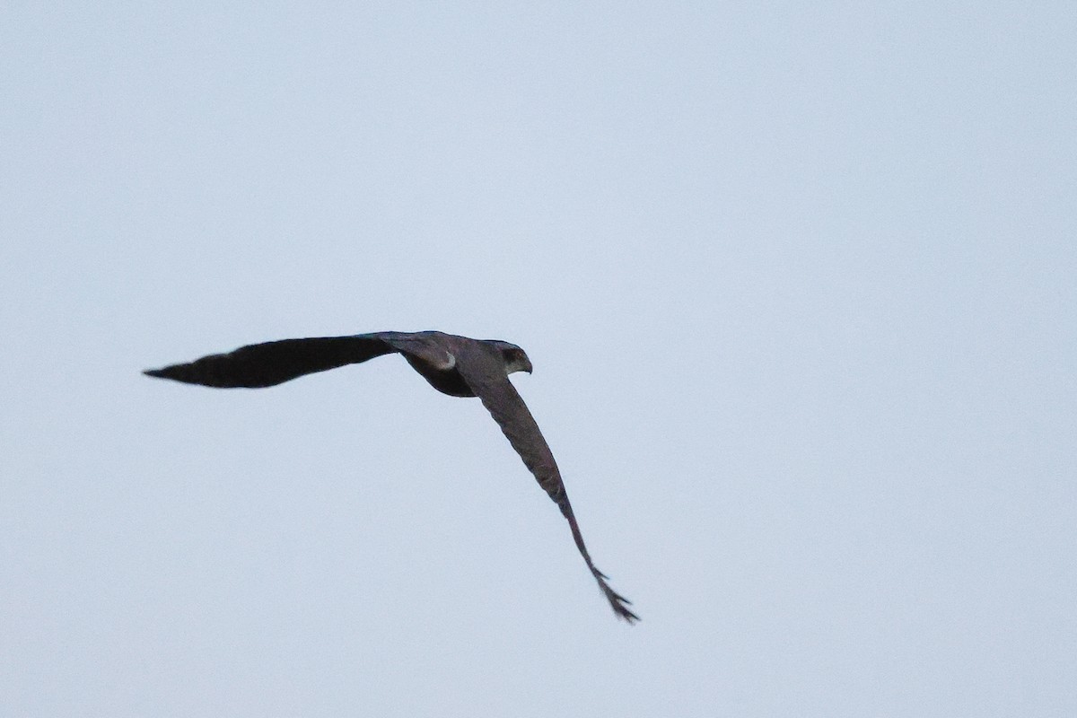 Eurasian Goshawk - Yaroslav Nikitin