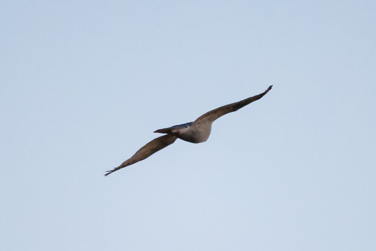 Eurasian Goshawk - Yaroslav Nikitin