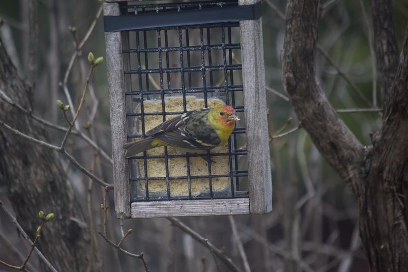 Western Tanager - Études des populations  d'oiseaux du Québec