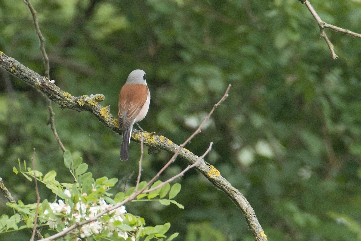 Red-backed Shrike - Kateřina Mrhačová