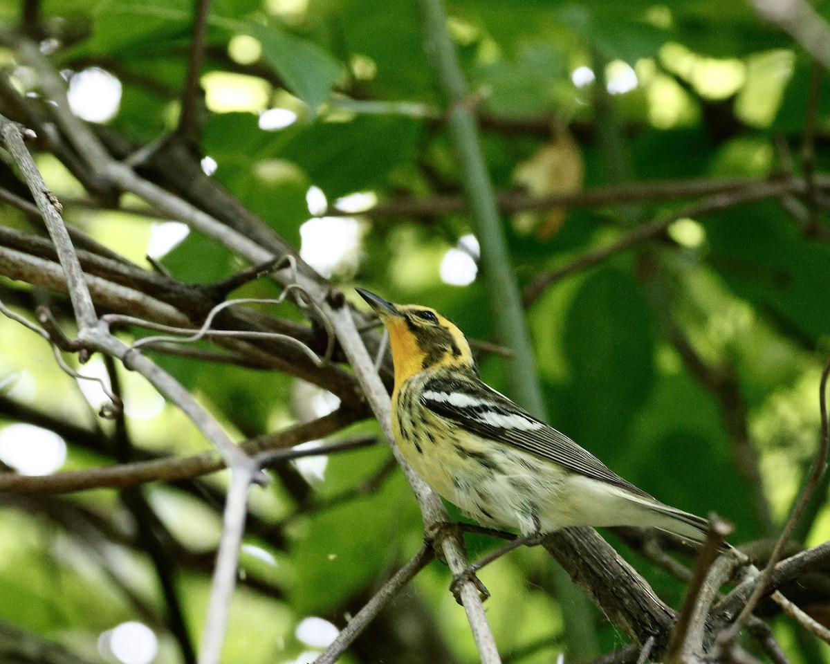 Blackburnian Warbler - Cate Hopkinson