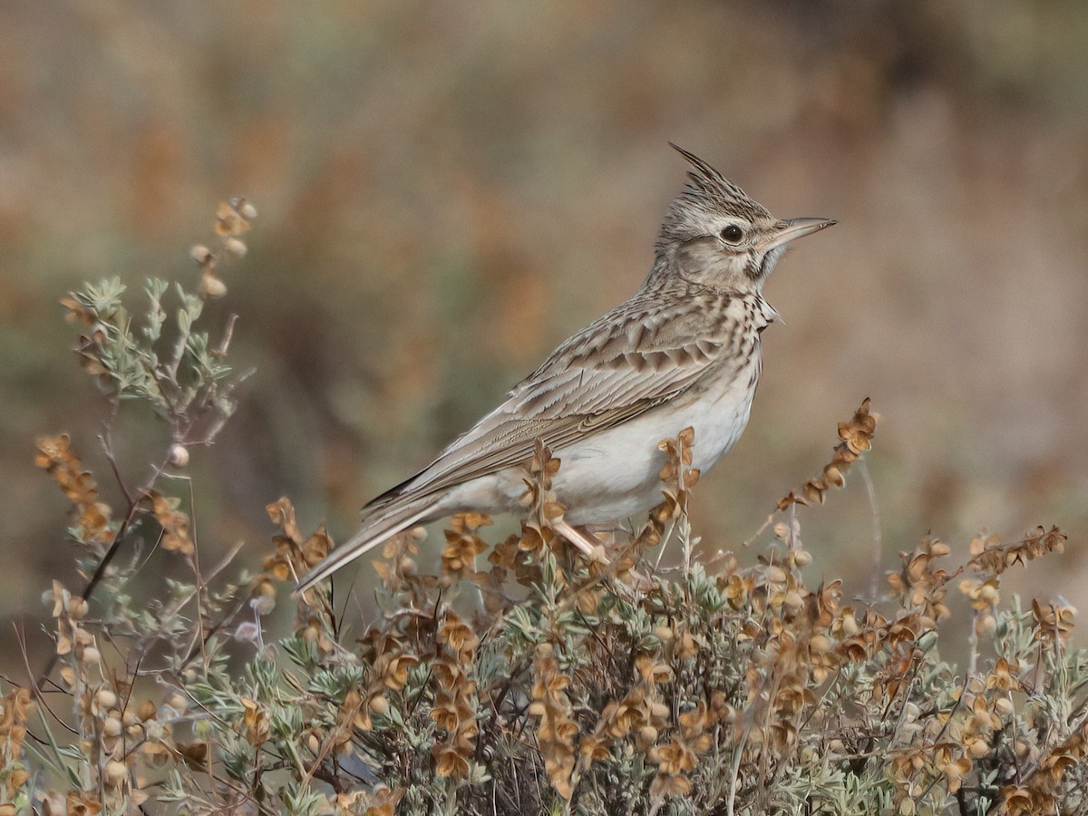 Crested Lark - Andrew Pryce