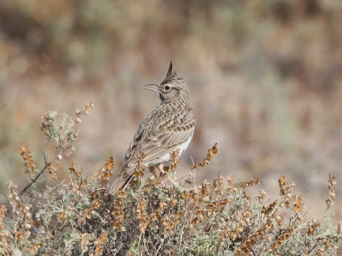 Crested Lark - Andrew Pryce