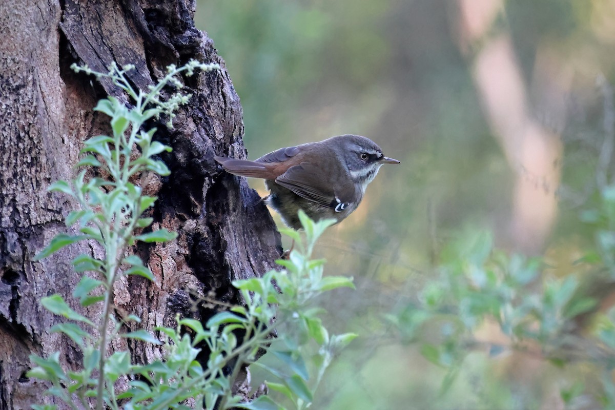 White-browed Scrubwren - ML619434721