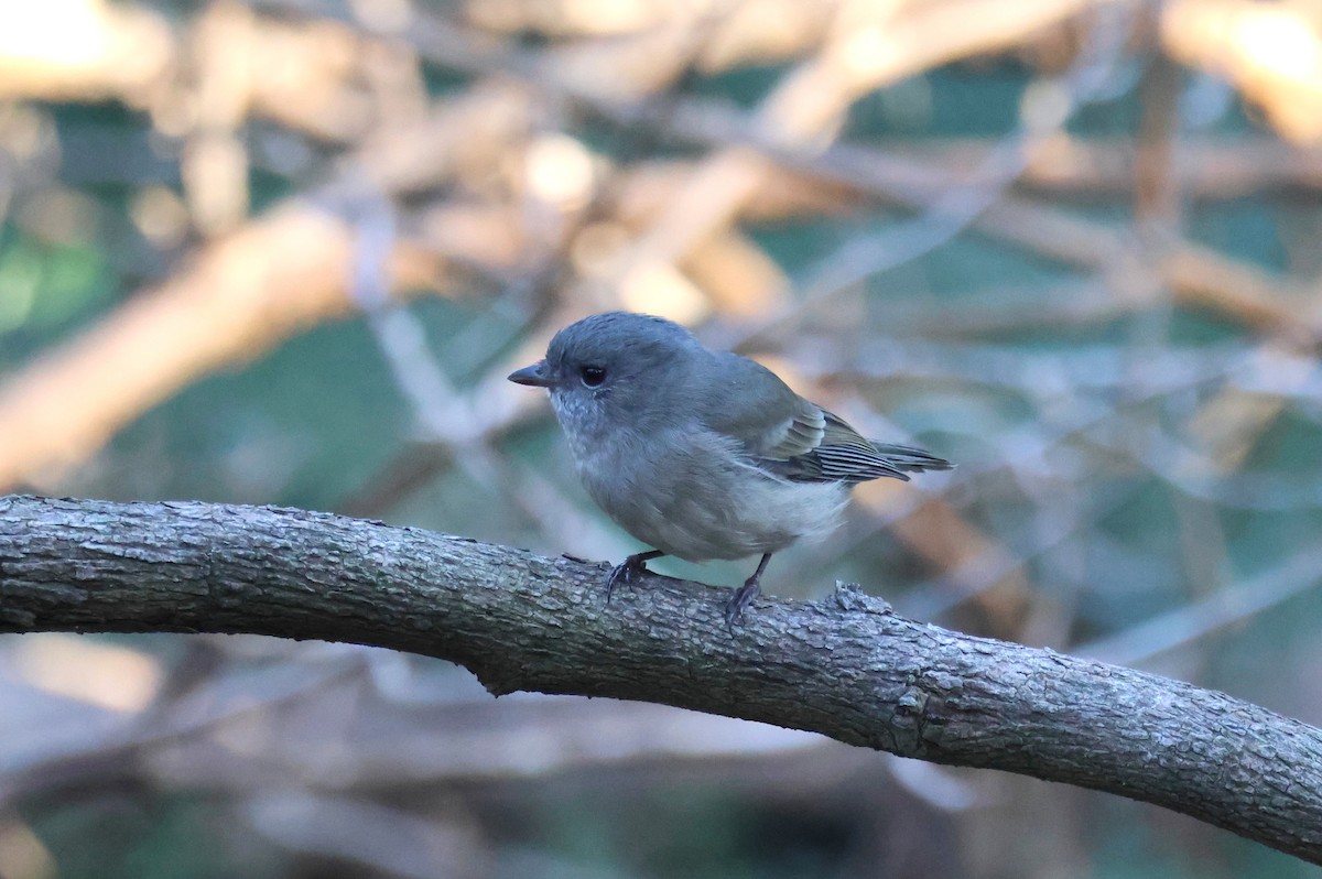 Golden Whistler - ML619434724