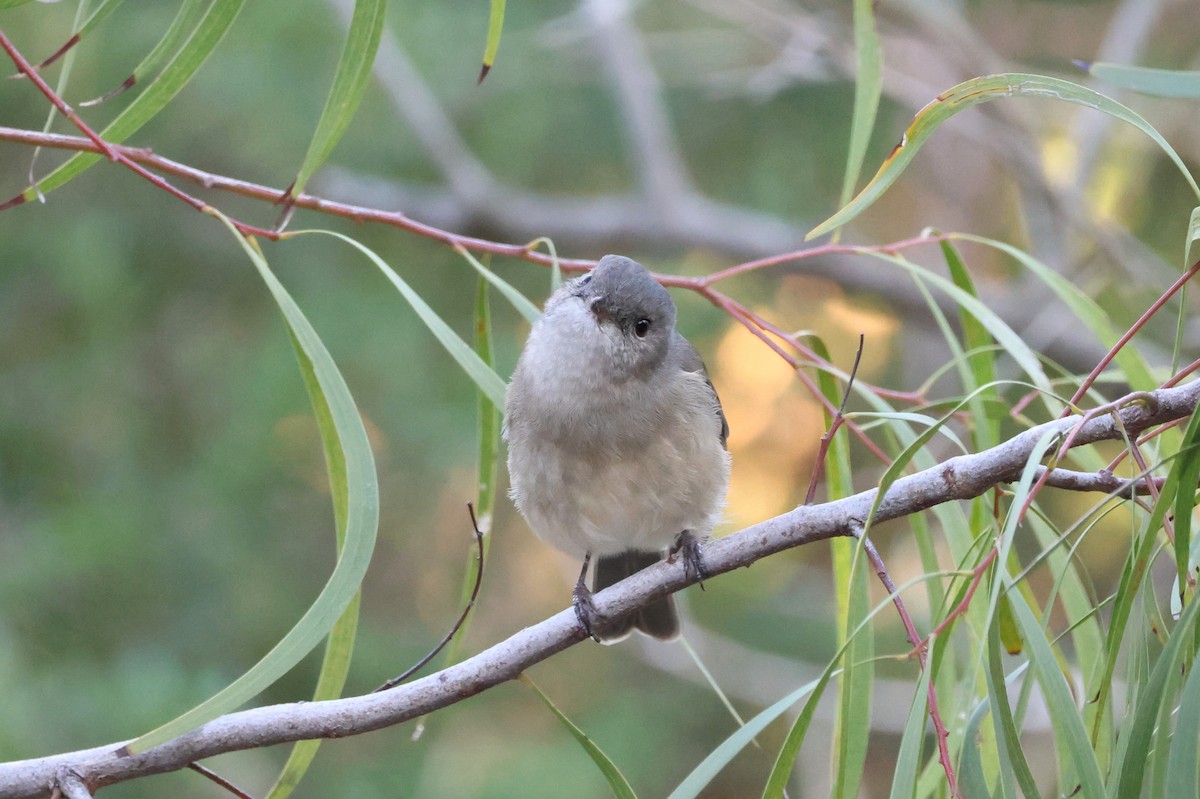 Golden Whistler - Marian W