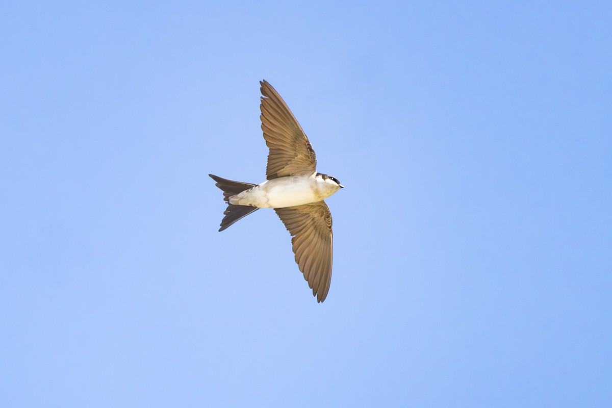 Western House-Martin - Alexey Kurochkin