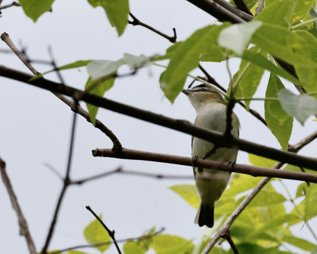 Red-eyed Vireo - Cate Hopkinson