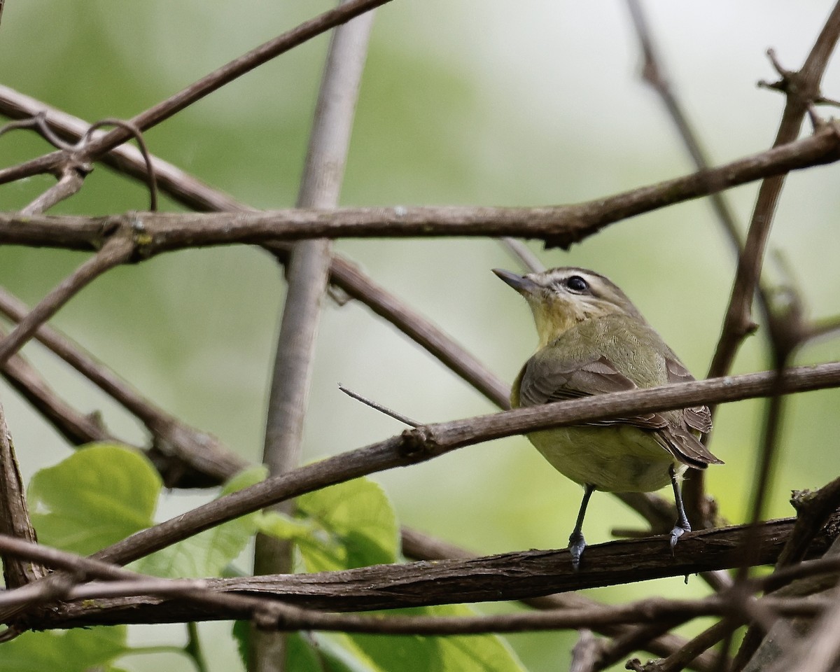 Red-eyed Vireo - Cate Hopkinson