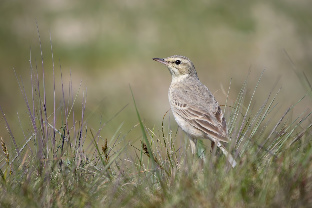 Tawny Pipit - Alexey Kurochkin