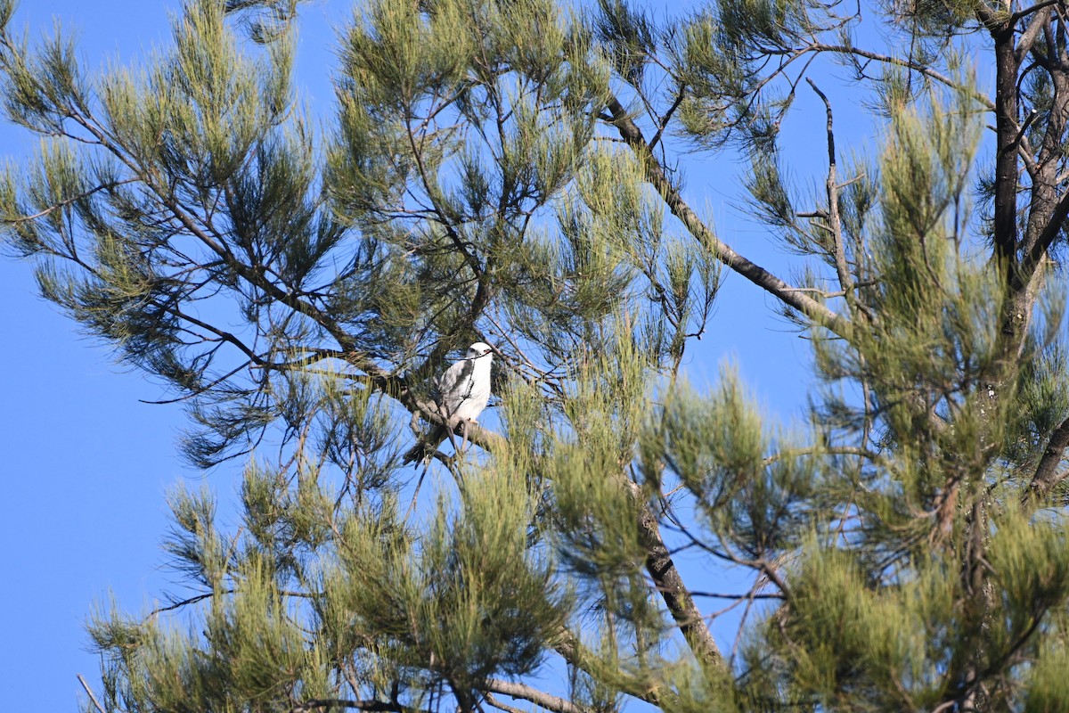 Black-shouldered Kite - Hitomi Ward