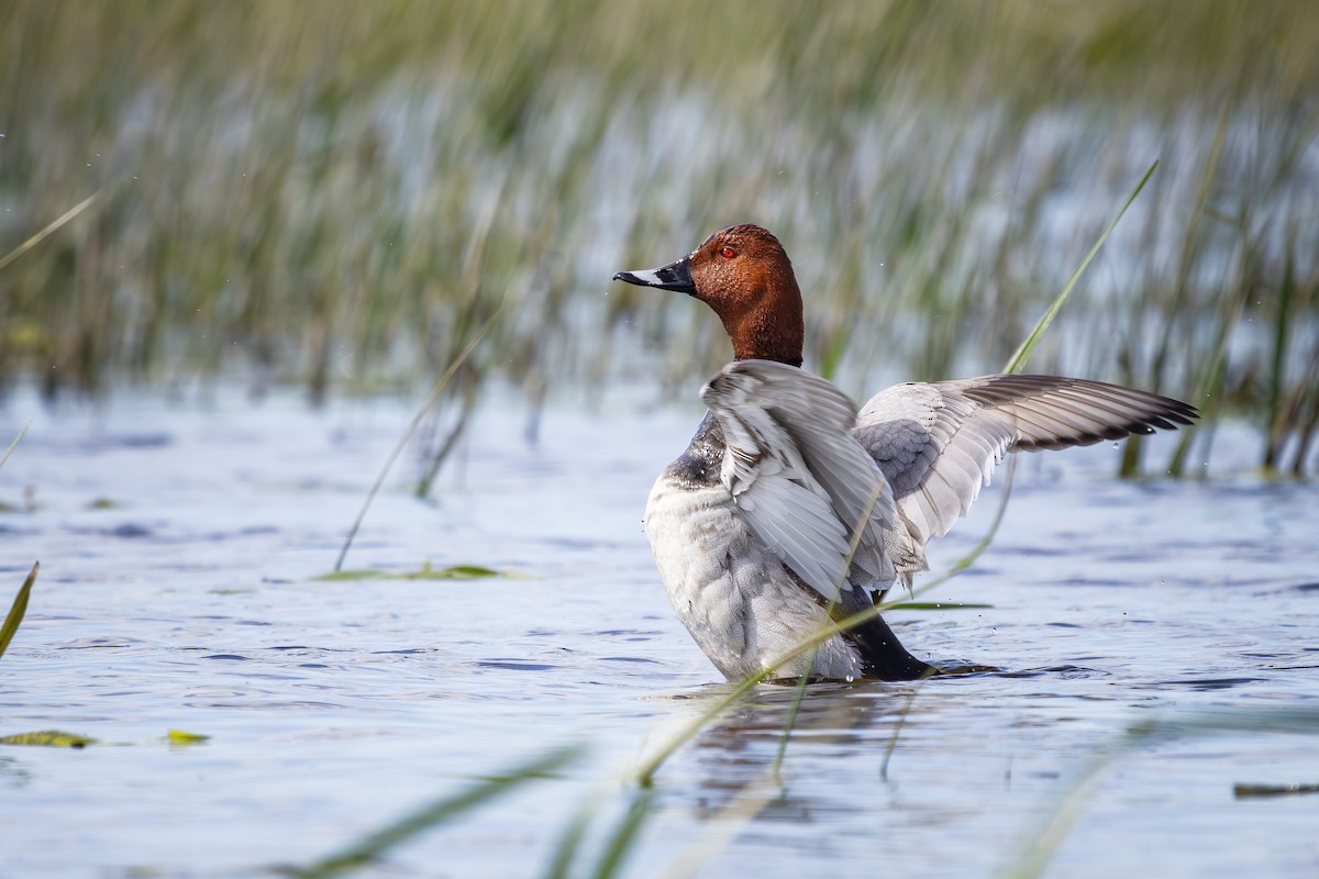 Common Pochard - Alexey Kurochkin