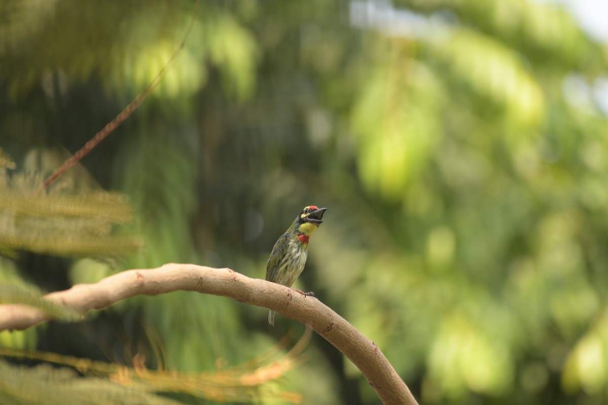 Coppersmith Barbet - Harsh Shah