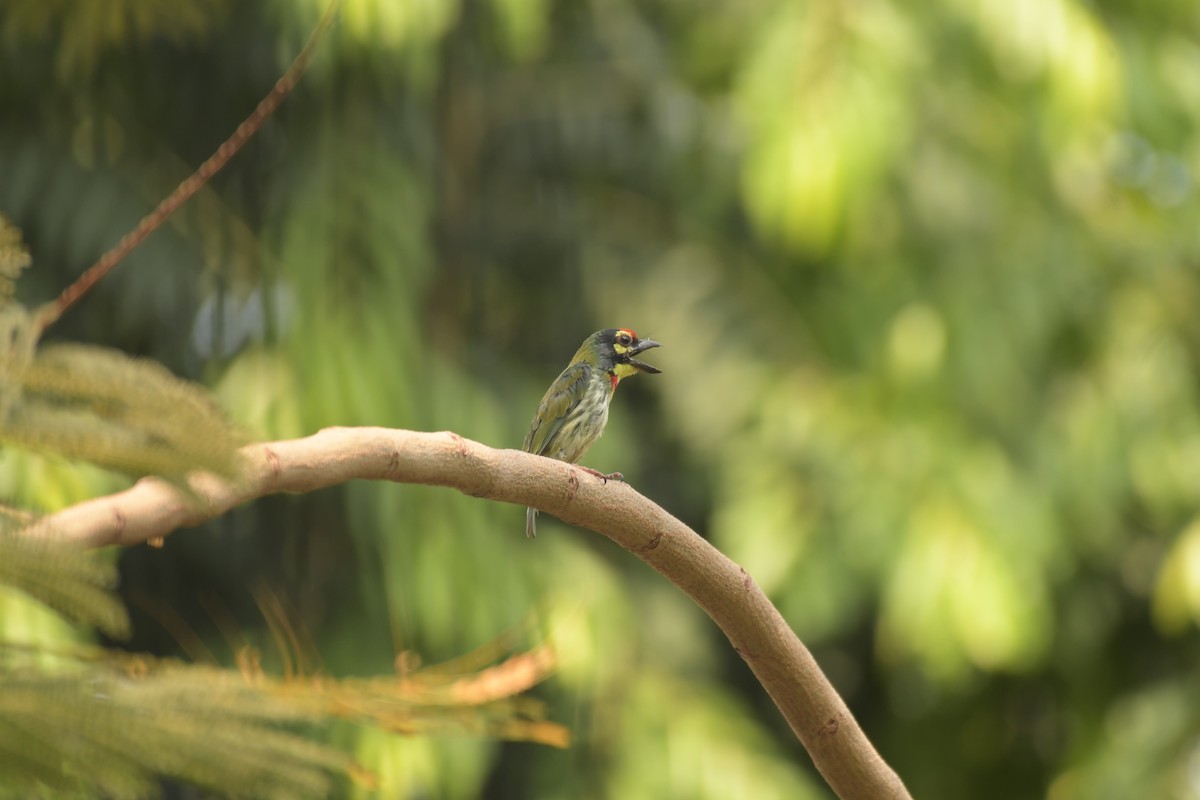 Coppersmith Barbet - Harsh Shah