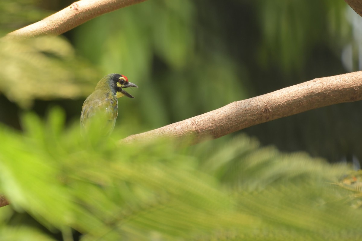 Coppersmith Barbet - Harsh Shah