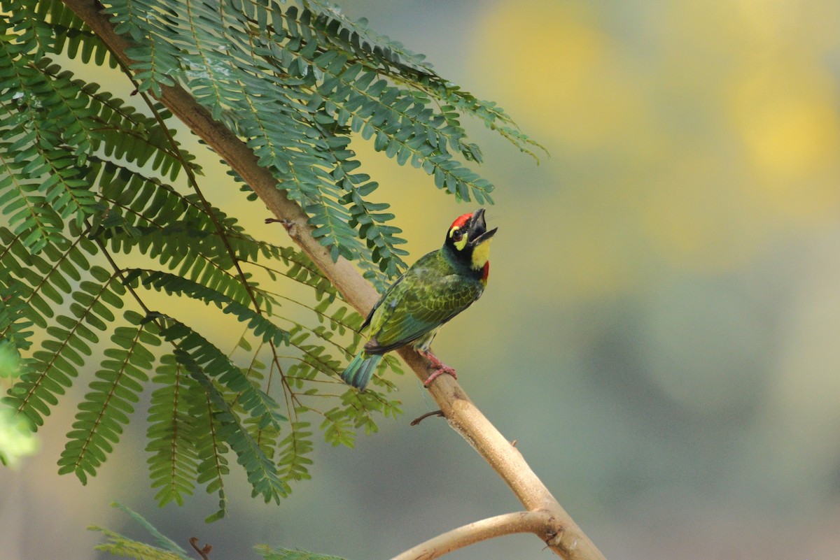 Coppersmith Barbet - Harsh Shah