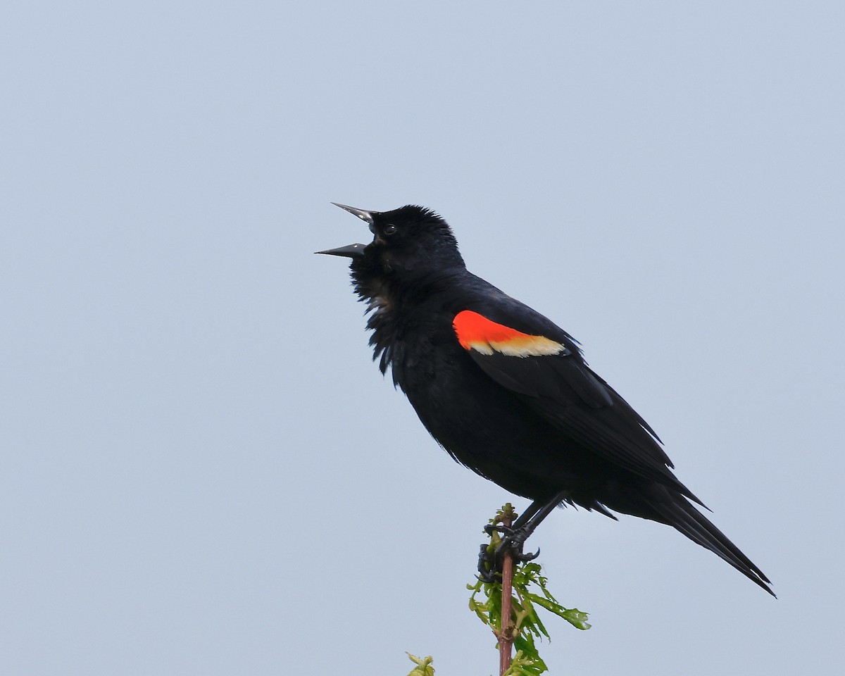 Red-winged Blackbird - Cate Hopkinson