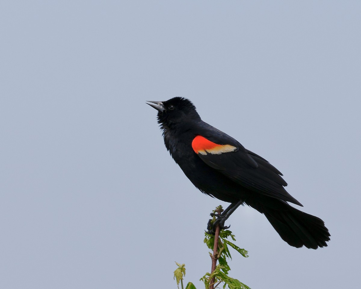 Red-winged Blackbird - Cate Hopkinson