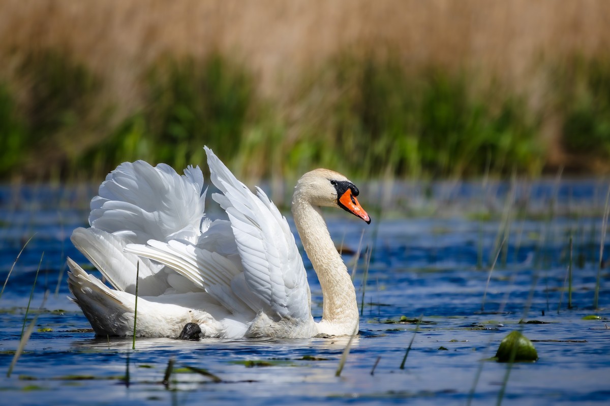 Mute Swan - Alexey Kurochkin