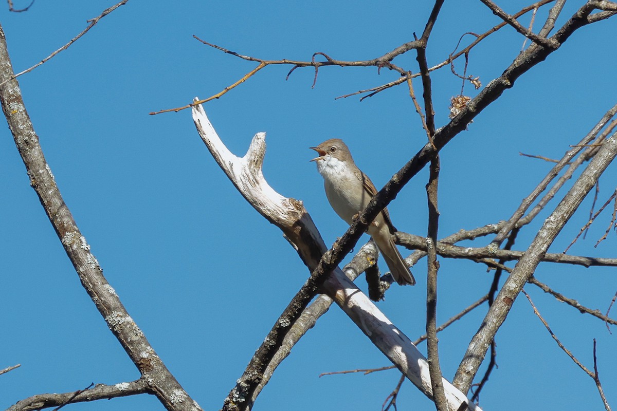 Greater Whitethroat - Yaroslav Nikitin