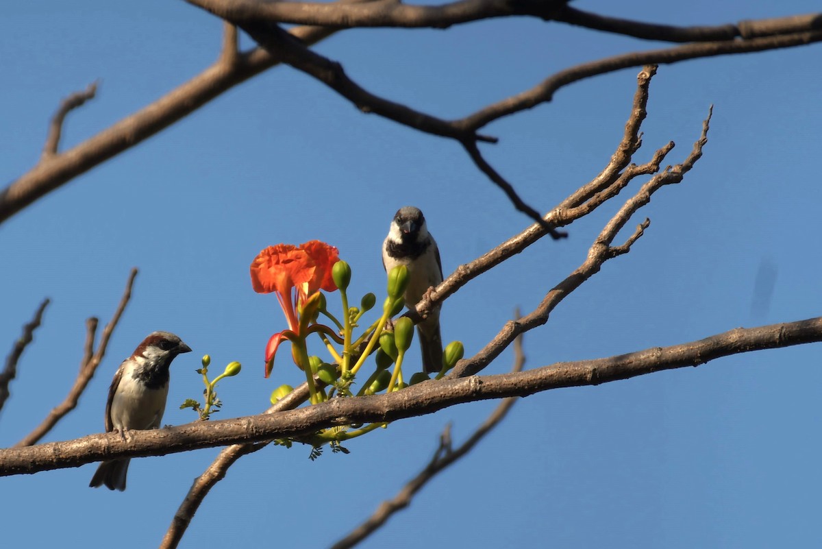 House Sparrow - Harsh Shah