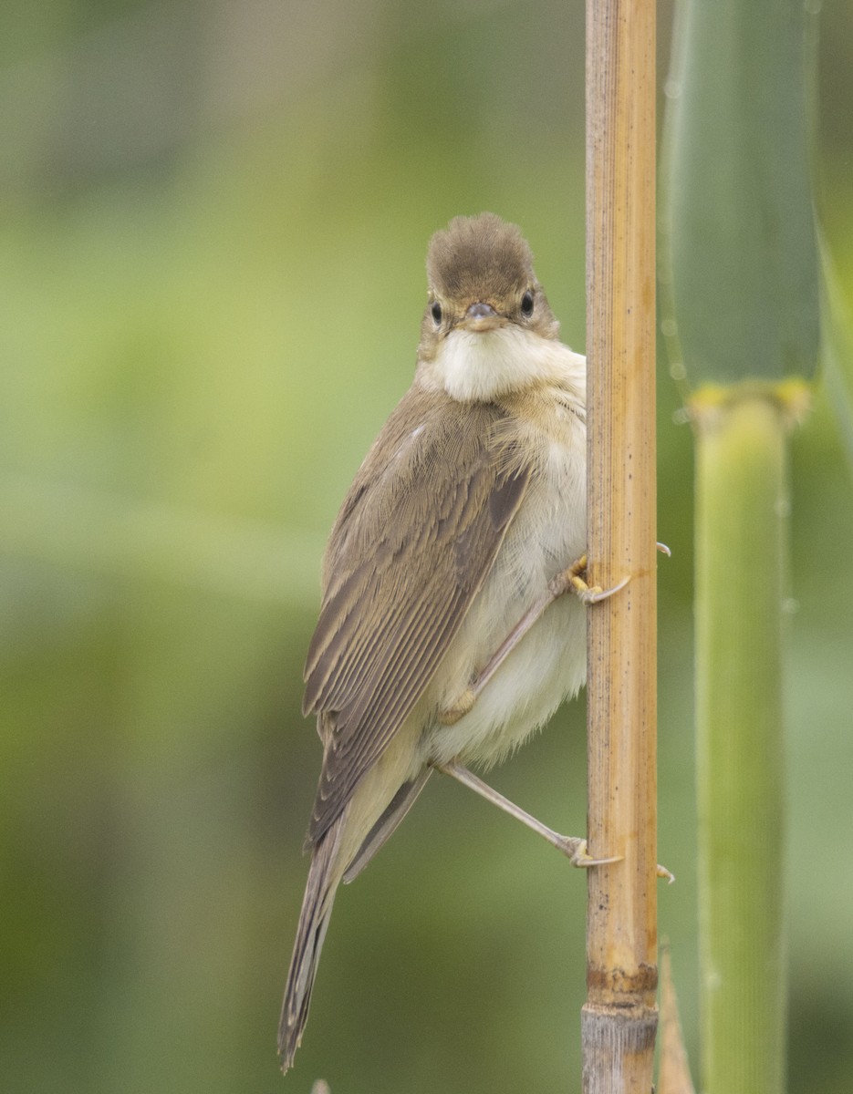 Marsh Warbler - Giorgos Papadomanolakis