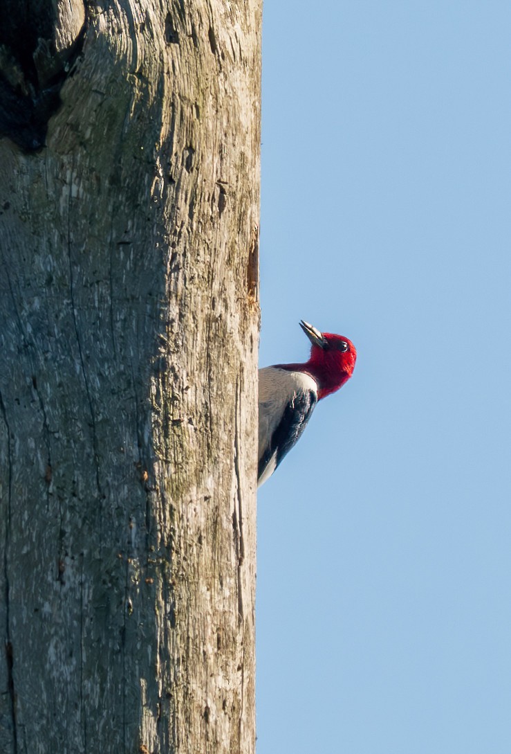 Red-headed Woodpecker - Richard Moss