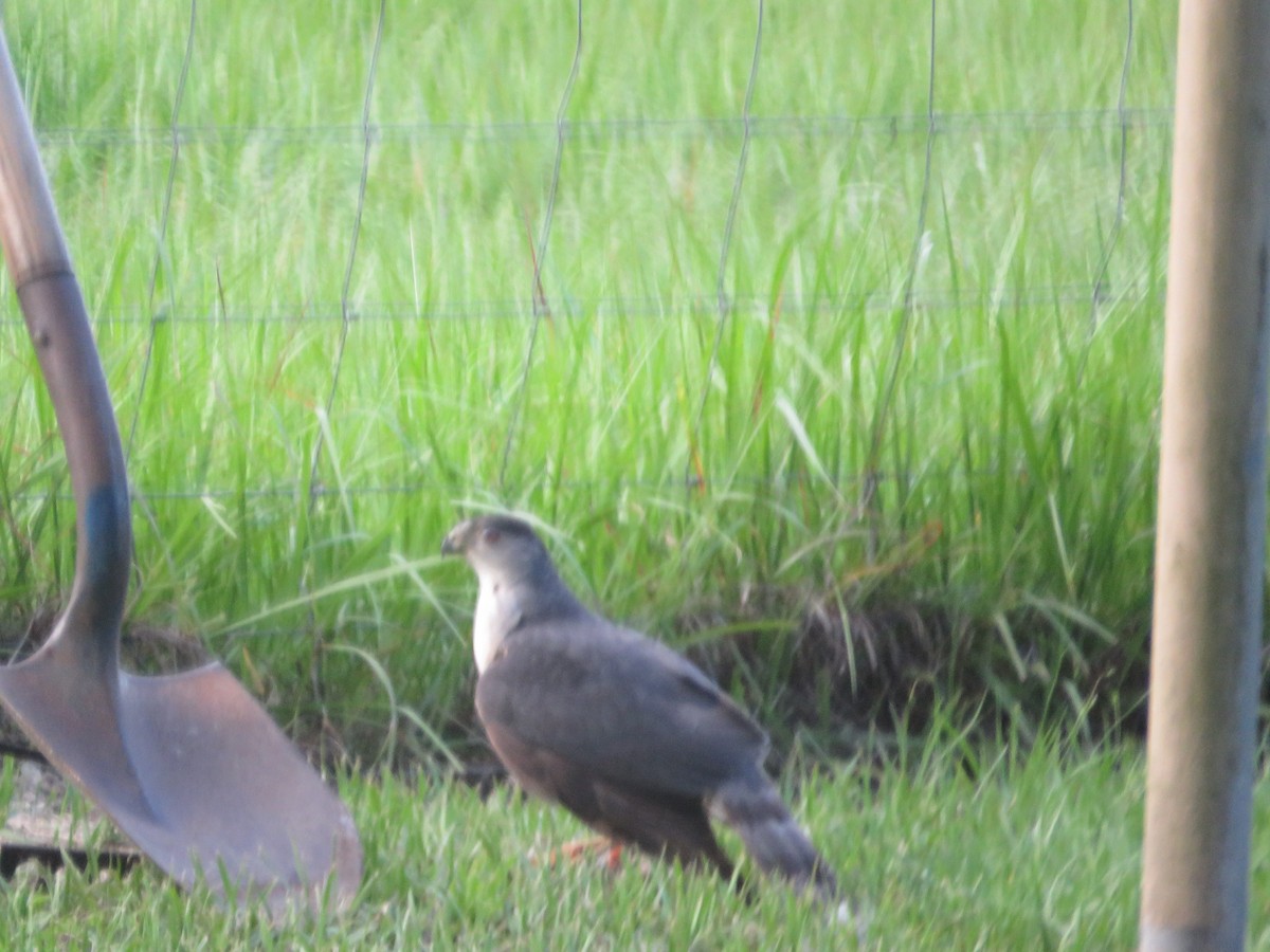 Cooper's Hawk - ML619434811