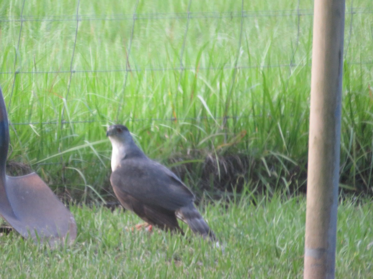 Cooper's Hawk - ML619434812