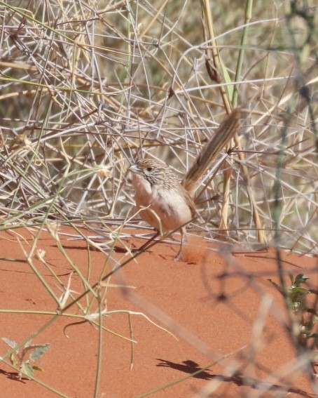 Eyrean Grasswren - jane  cooksley