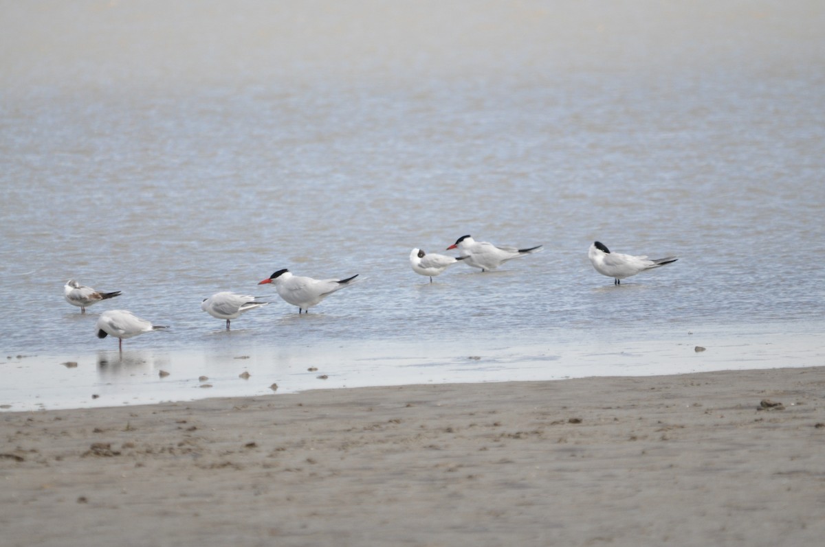 Caspian Tern - Samuel Hilaire