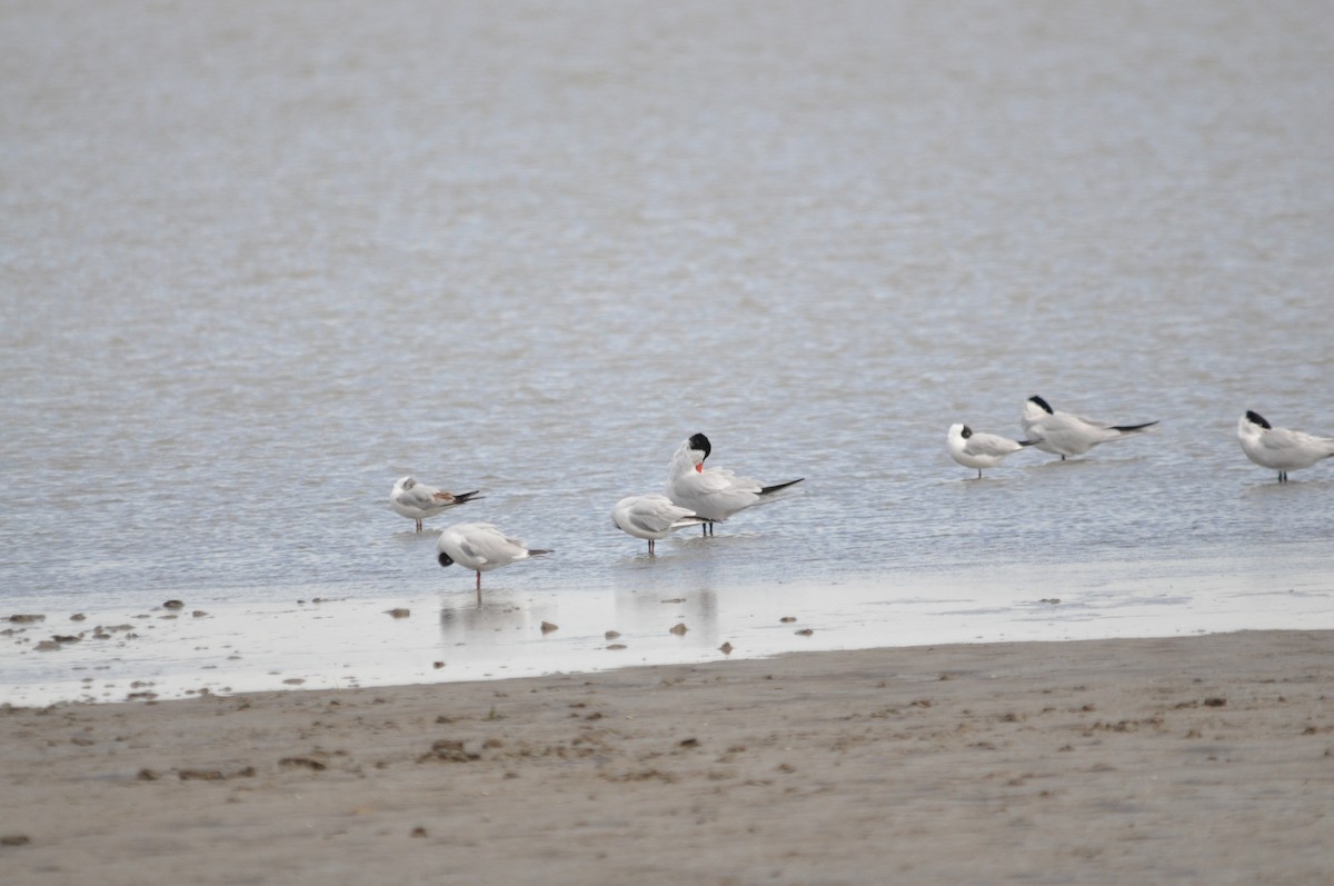 Caspian Tern - Samuel Hilaire