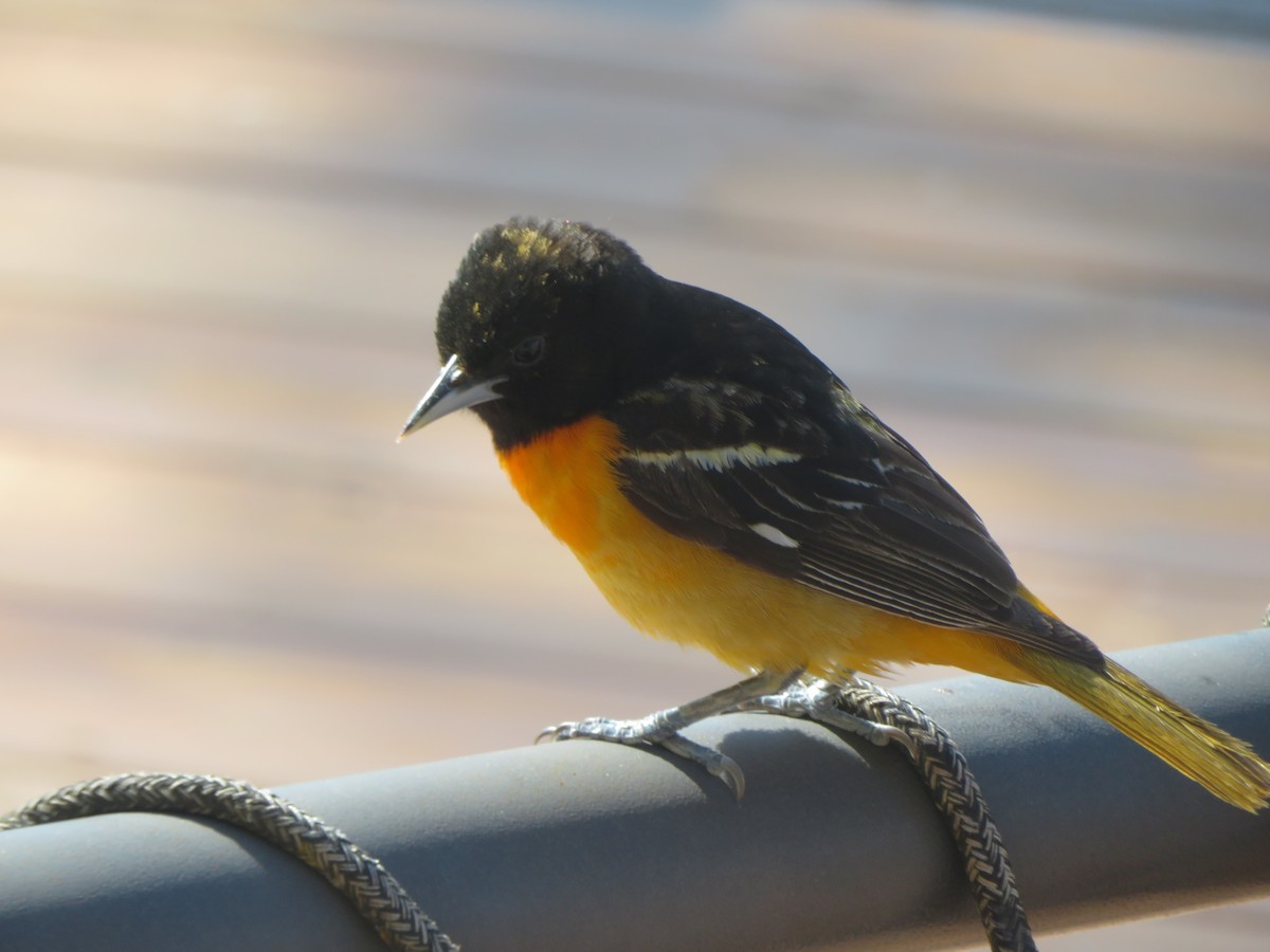 Baltimore Oriole - Études des populations  d'oiseaux du Québec