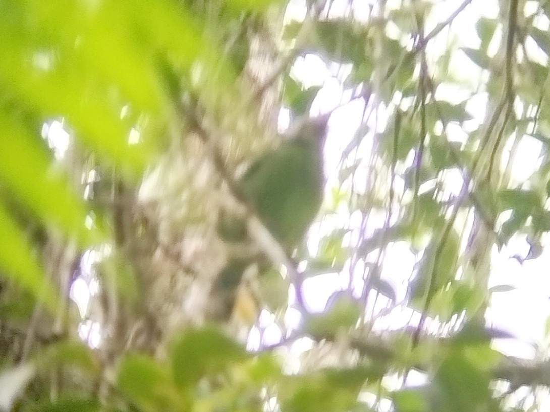 Golden-throated Barbet - ML619434833