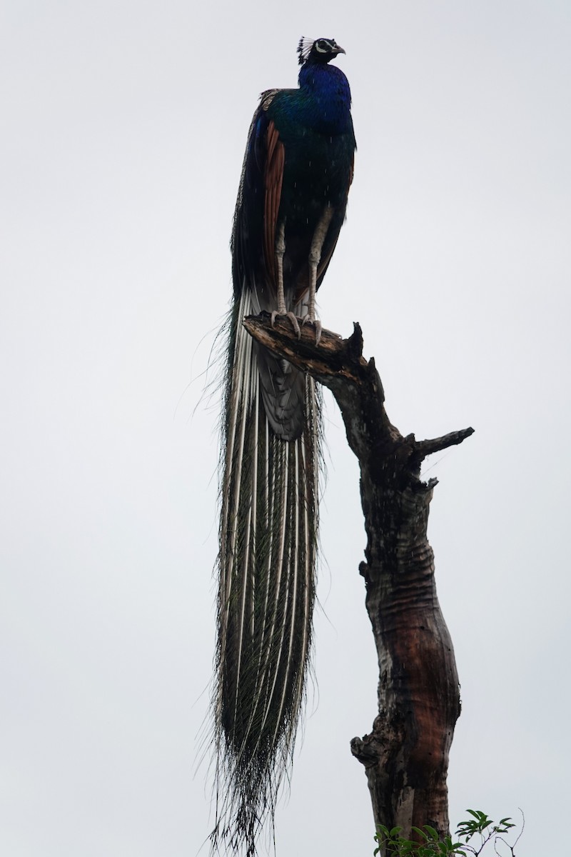 Indian Peafowl - Brecht Caers