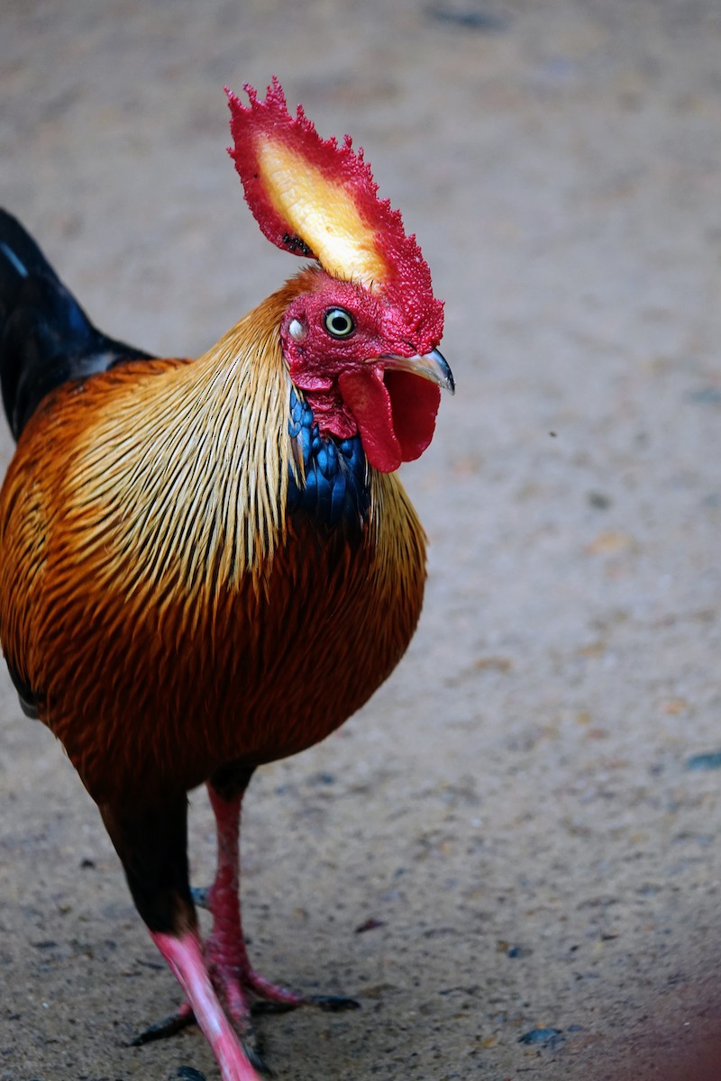 Sri Lanka Junglefowl - Brecht Caers