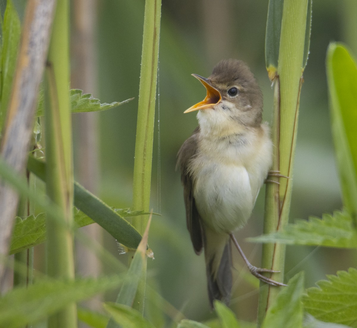 Marsh Warbler - Giorgos Papadomanolakis